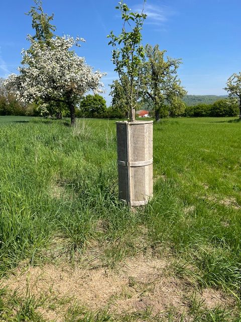 Formelement aus Schichtholz als Baumschutz, ringsherum Wiese, im Hintergrund weitere Bäume